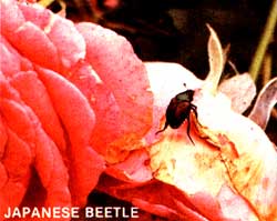 Biological Insect Control Image